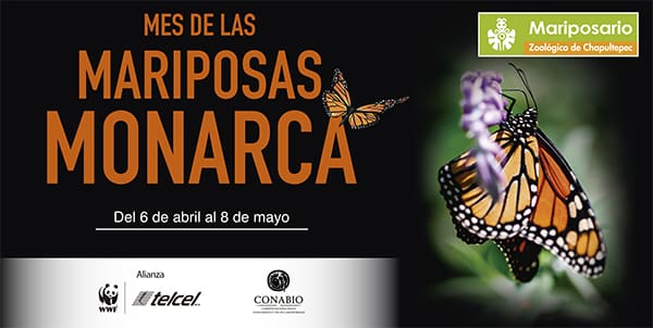 mes-mariposa-monarca-4