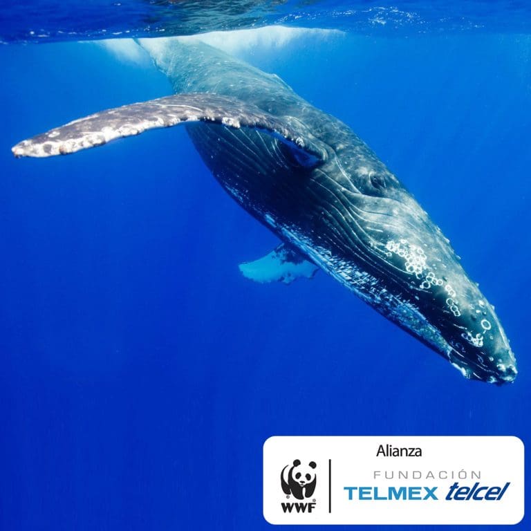 día mundial de los animales