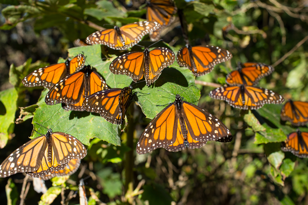 La mariposa monarca llega a los Bosques Templado de Michoacán desde Canadá cada año. (Foto: Telcel)