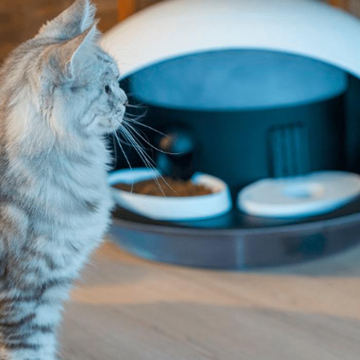 dispensador de comida