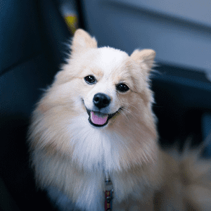 perro
