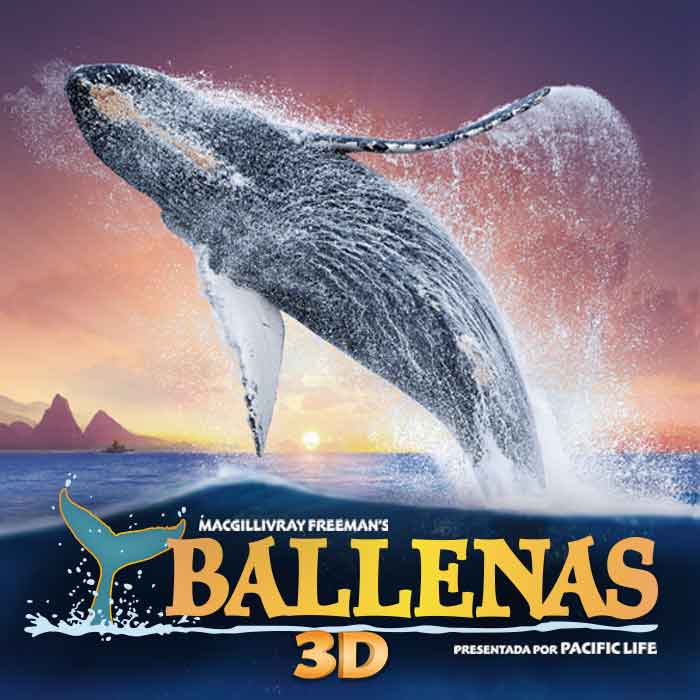 ballena jorobada