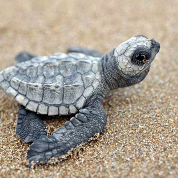 tortuga golfinho bebé
