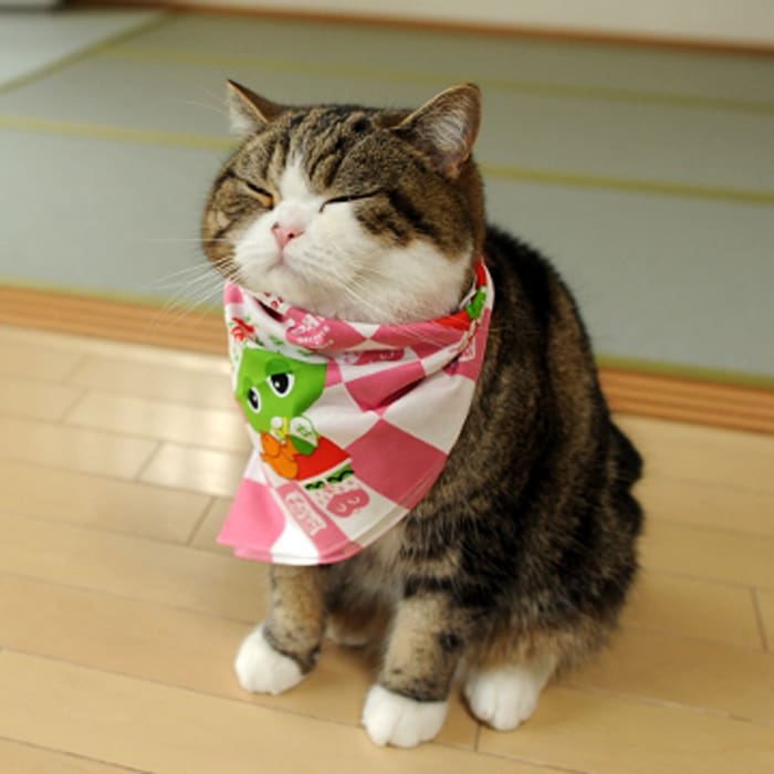 Gato Maru Record Guinnes