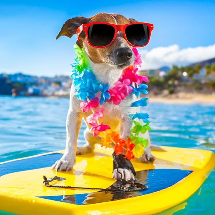 Teléfonos para vacacionar