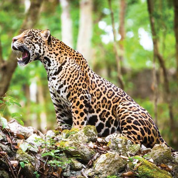 jaguar mexicano