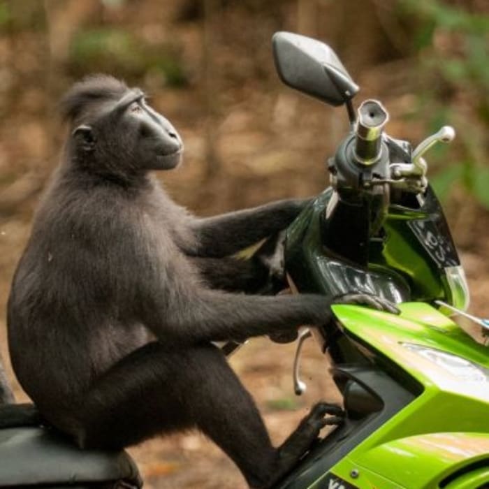 Día Mundial de los Animales