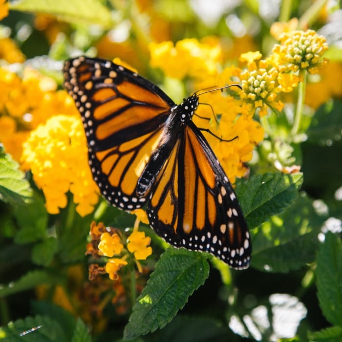 Mes de las Mariposas Monarca