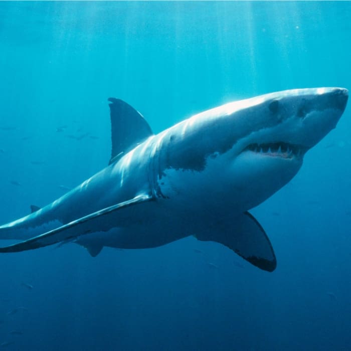El gran tiburón blanco, protector de los océanos