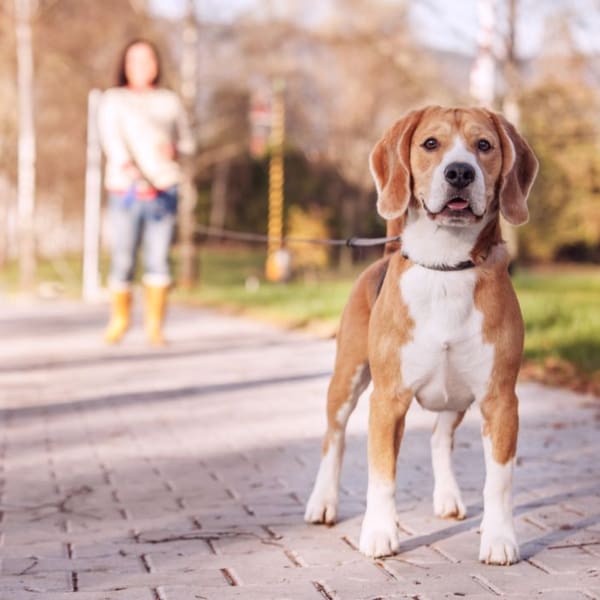 perro_jalisco_semana_santa