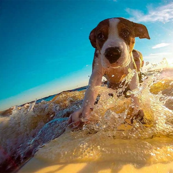 perro playa semana santa