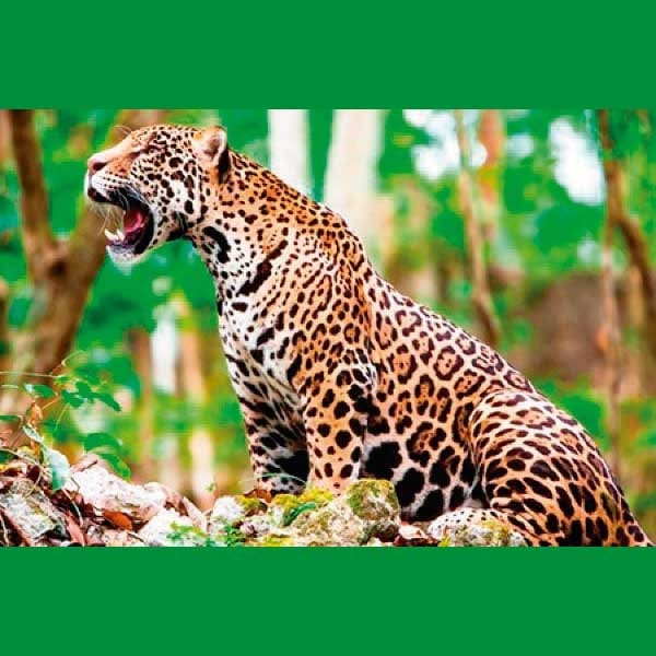 Telcel recibe distintivo. 