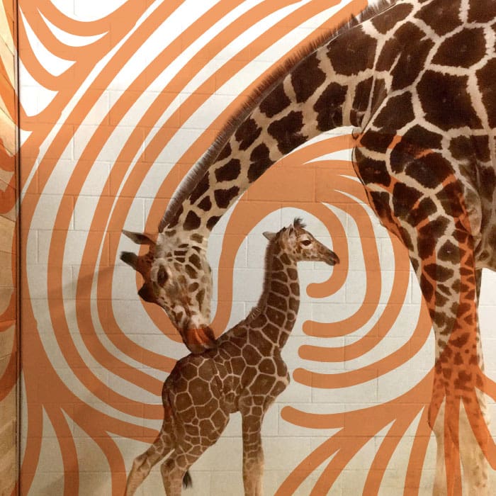 jirafa con zapatos ortopedicos