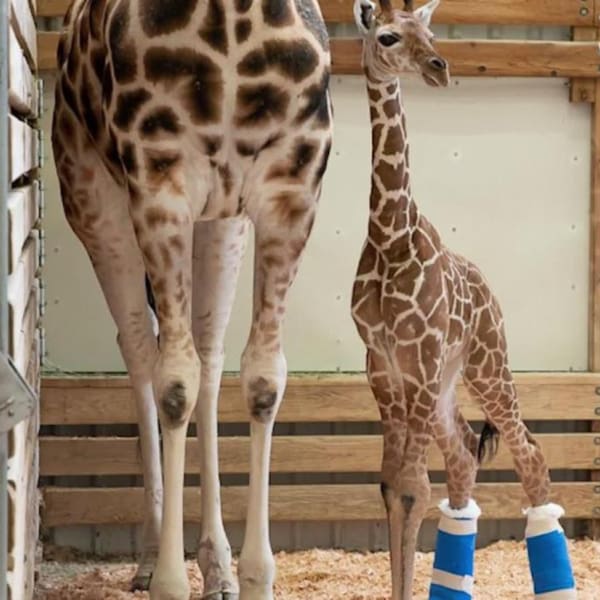 jirafa bebé zapatos ortopedicos