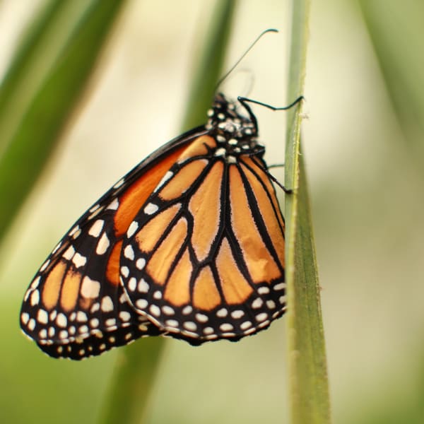 mariposas monarca