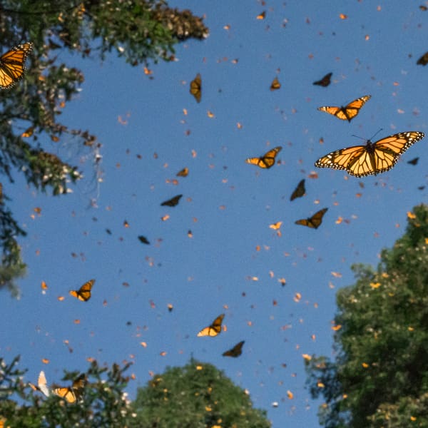 mariposas monarca