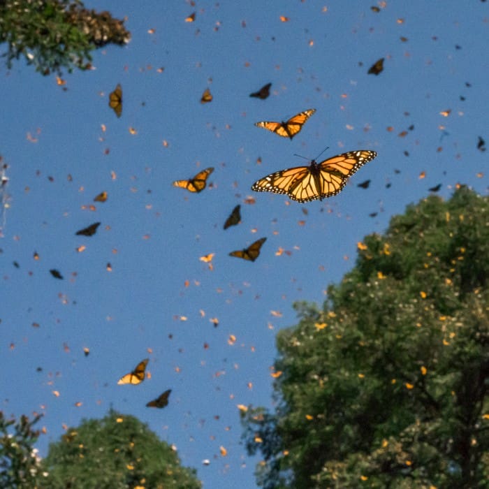mariposa monarca