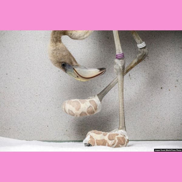 World Press Photo 2019 