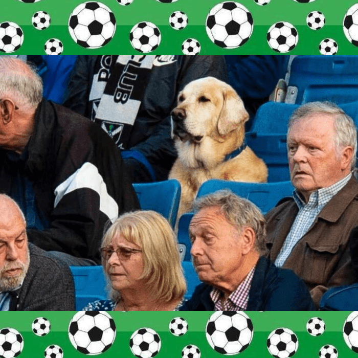 perro Yardley aficionado al futbol