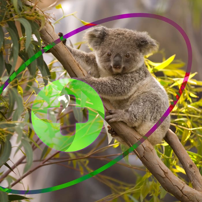 Hospital koalas Australia