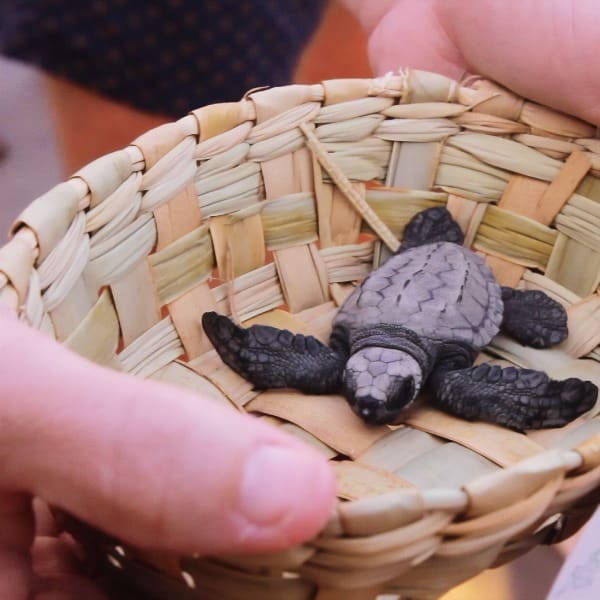 Liberación tortugas marinas