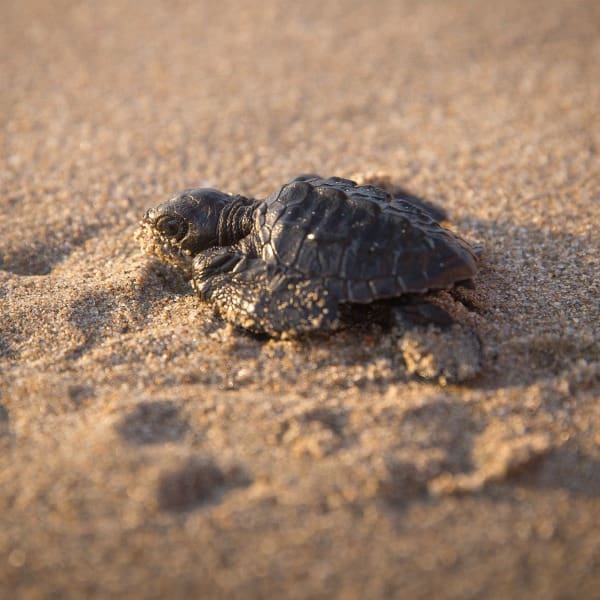 Liberación tortugas marinas