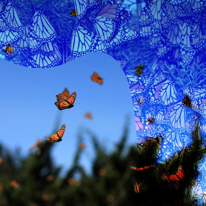 Planeta Monarca Museo Soumaya