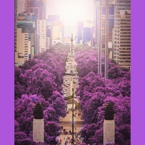 Jacarandas CDMX