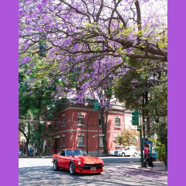 Jacarandas CDMX