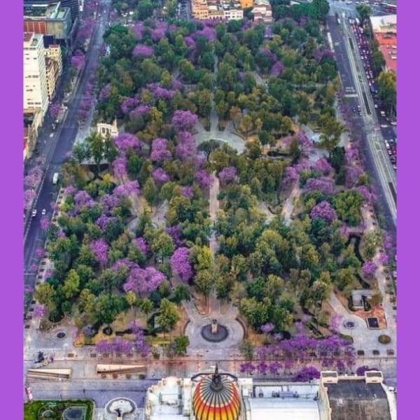 Jacarandas CDMX