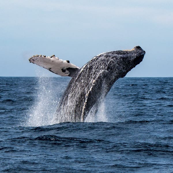 Día Mundial del Medio Ambiente