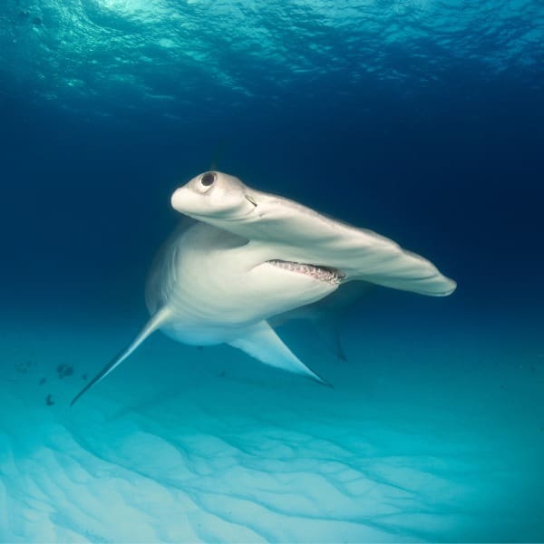 Día Mundial del Medio Ambiente
