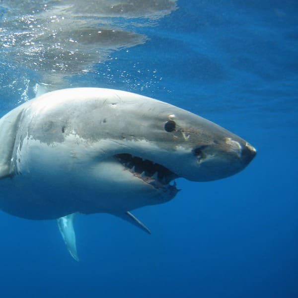 Día Mundial del Medio Ambiente