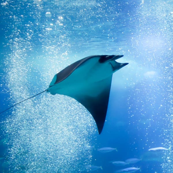 Día Mundial del Medio Ambiente