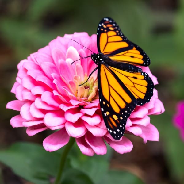 Día Mundial del Medio Ambiente