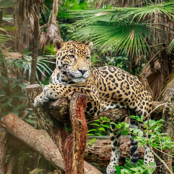 Día Mundial del Medio Ambiente