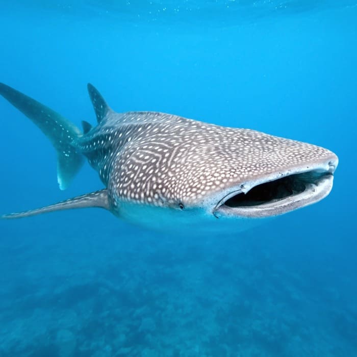 Proyecto Tiburón Ballena