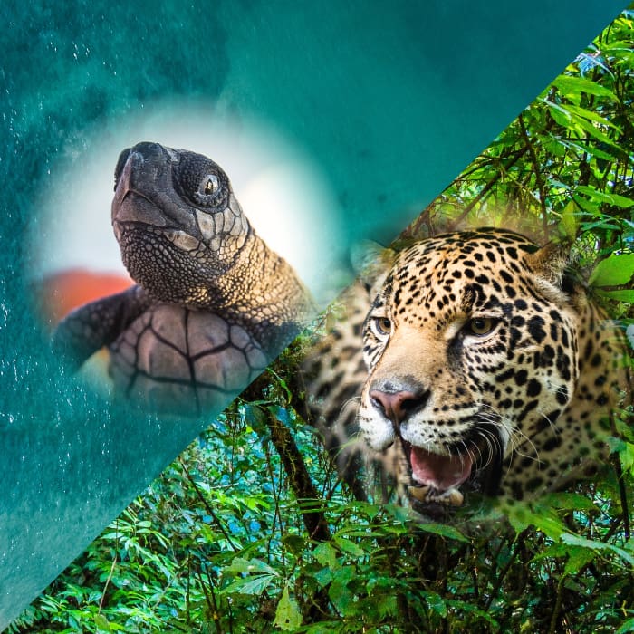 Día Mundial del Medio Ambiente