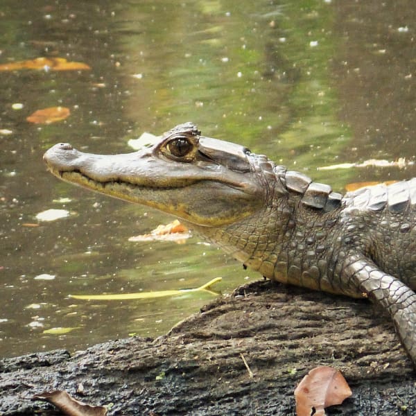 Caimán infiltrado SpaceX NASA