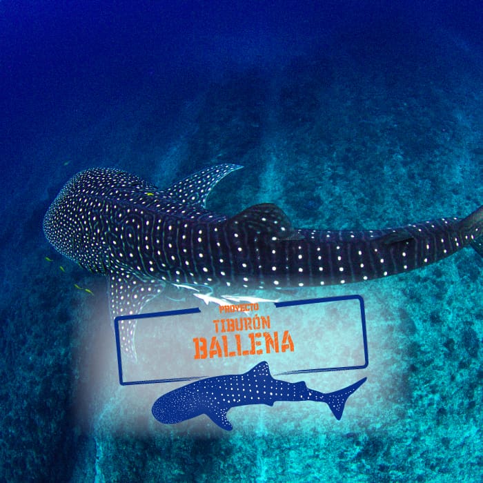 Tiburón ballena tecnología