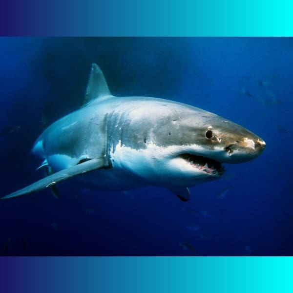 ‘TIBURÓN BLANCO’: Tú y tu familia podrán ganar increíbles premios al ser parte de este gran proyecto