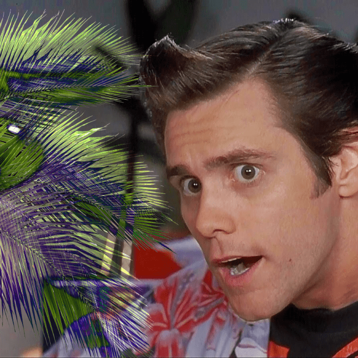 secuela de Ace Ventura