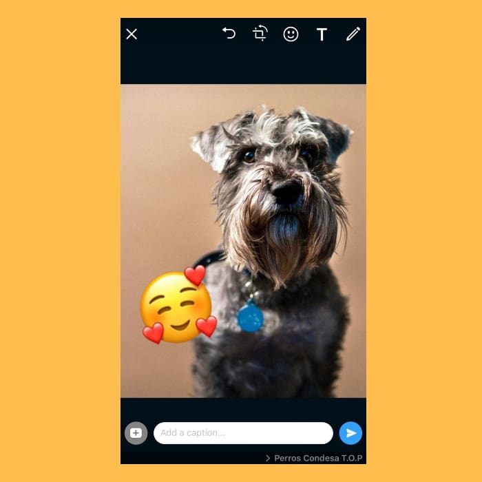lograr fotos con la camara de whatsapp
