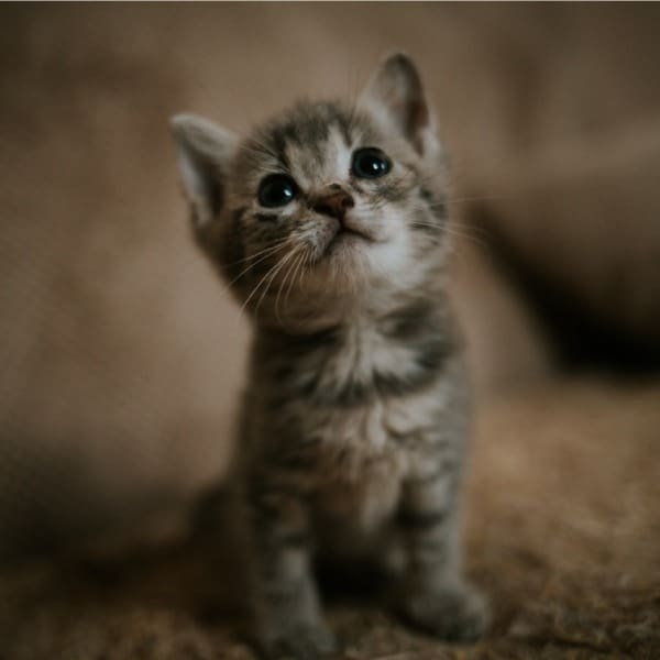 Por qué los gatos son mejores que los perros