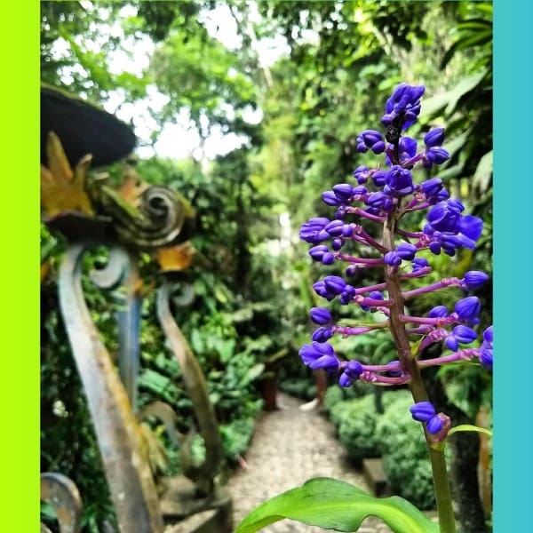 Jardín Edward James gana premio Traveller´s Choice 2020