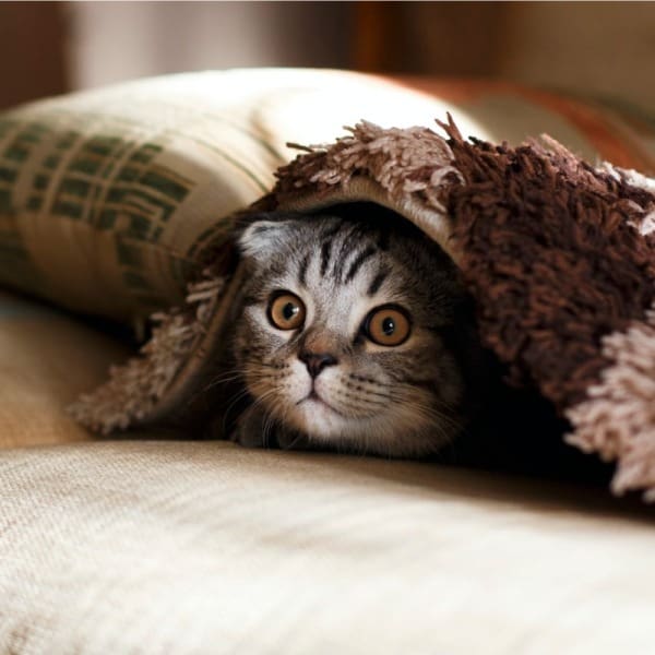 Por qué los gatos son mejores que los perros