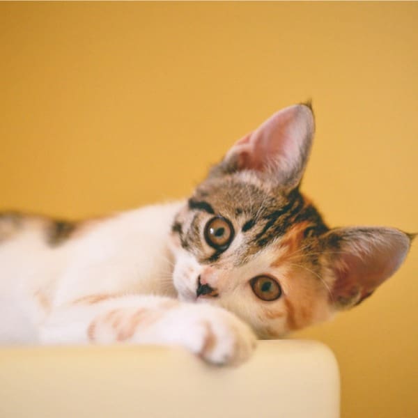 Por qué los gatos son mejores que los perros