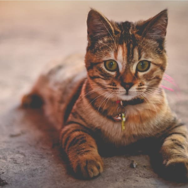 Por qué los gatos son mejores que los perros