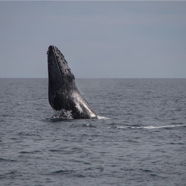 proyecto ballena jorobada