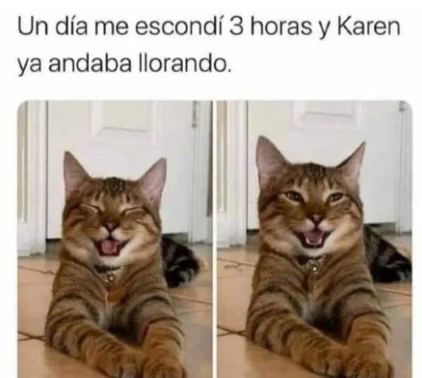 Karen historia dueña gatos memes